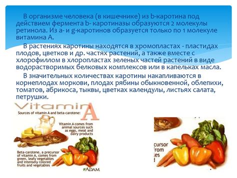 Витамины. Классификация витаминов - презентация онлайн
