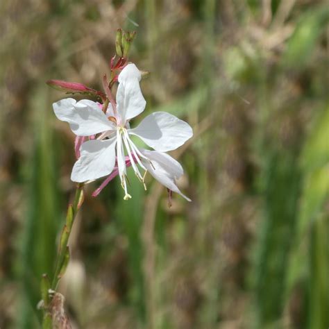 White Gaura Lindheimeri Brussels A Sunny Day In June The Flickr