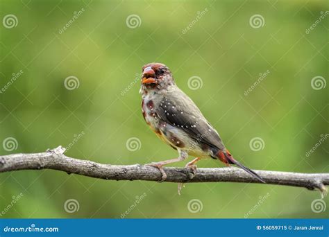 Red Avadavat Amandava Amandava Stock Image Image Of Biodiversity