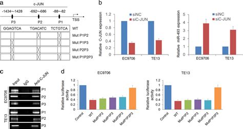 CJUN Binds The Promoter Region Of MiR493 A Schematic Diagram Of