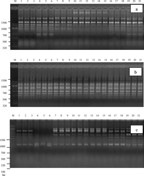 Figure From Molecular Marker Based Genetic Diversity Analysis In