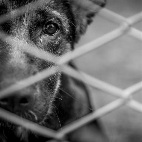 Saiba O Que Fazer Em Casos De Maus Tratos Aos Animais