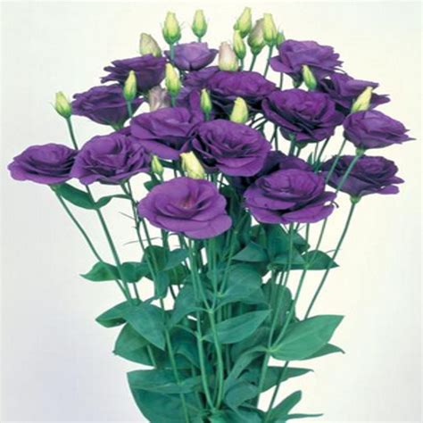 Lisianthus Mariachi Blue Tamada Plug Plant