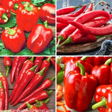 Pepper and chilli - seeds of four varieties – Garden Seeds Market ...