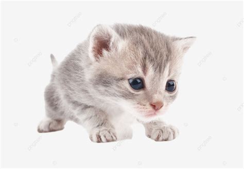 Gatito Gris Hermoso Png Dibujos Pata Belleza Divertida Png Imagen