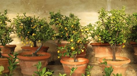 Best Fruit Trees To Grow In Pots 9 Options For Containers Homes