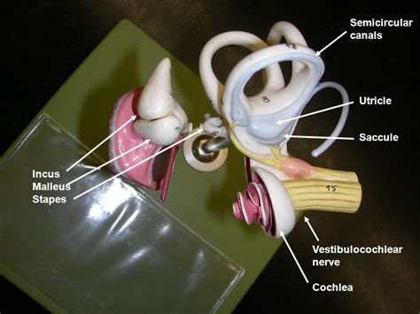 Utricle And Saccule Model