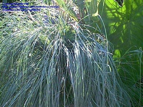 Plantfiles Pictures Weeping Love Grass African Lovegrass Eragrostis Curvula By Mystic