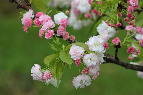 Cherry Blossom In The Rain 1080p 2k 4k 5k Hd Wallpapers Free