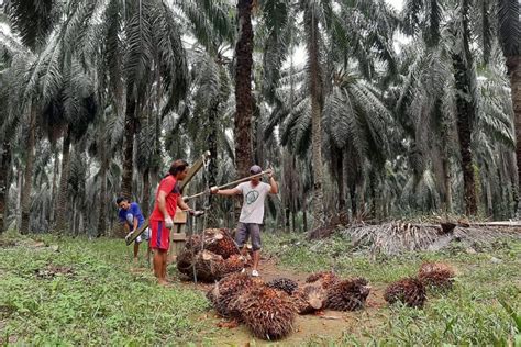 Media Center 32 283 39 Hektare Lahan Kelapa Sawit Di Riau Sudah