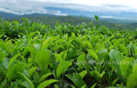 Sabah Tea Garden Review