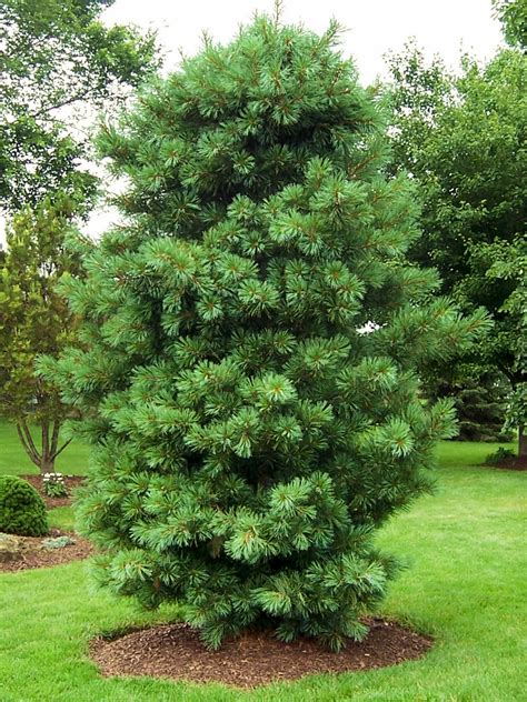 Korean Pine Pinus Koraiensis The Curious Bee Garden Nursery