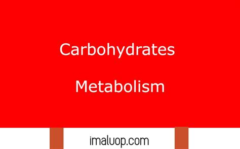 Carbohydrates Metabolism - Imaluop - IMALUOP