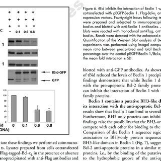 Beclin 1 BH3 Domain Mutants Inhibit The Interaction With Bclx L COS7