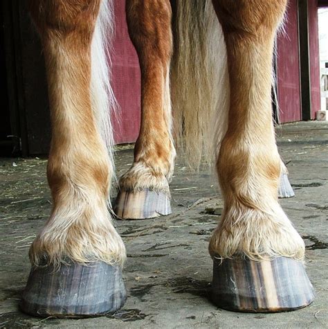 Sant Lentretien Des Sabots De Nos Chevaux Animogen