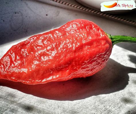 What Is Hotter Ghost Pepper Or Carolina Reaper Spicy Quest