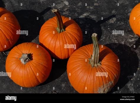 Pumpkins Stock Photo Alamy