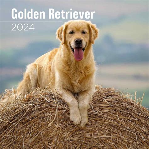 Megacalendars Golden Retriever Calendar 2024 Dog Breed Wall