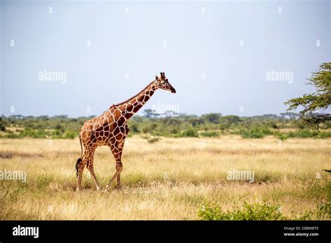 A Somalia Giraffes Eat The Leaves Of Acacia Trees Stock Photo Alamy