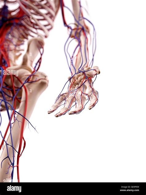 Anatomie Der Menschlichen Hand Abbildung Stockfotografie Alamy