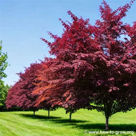 How To Successfully Grow Black Walnut Trees: Expert Tips And Advice