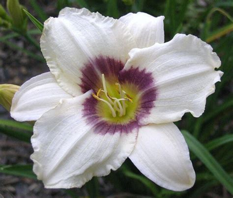 Pandora S Box Daylily All Time Favorite Oakes Daylilies