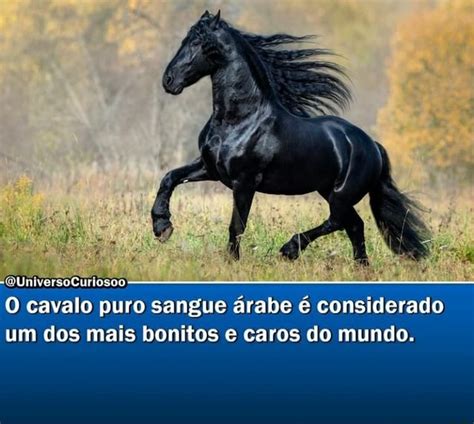 QUniversoCuriosoo cavalo puro sangue árabe é considerado um dos mais