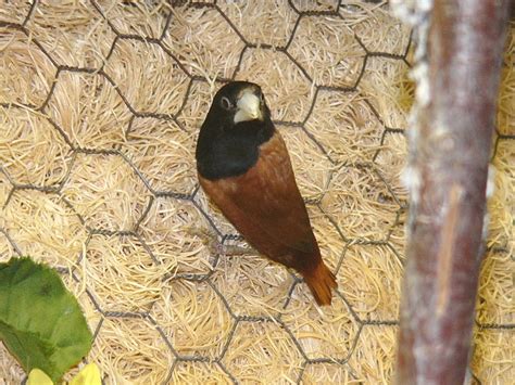 The Online Zoo Black Headed Waxbill