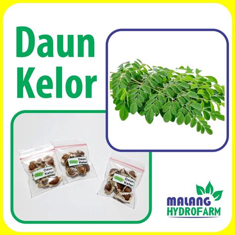 Jual Benih Daun Kelor Unggulan Berkualitas Biji Pohon Tanaman Bio