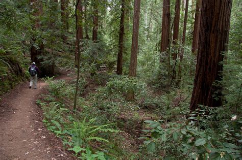 Hiking in Big Basin Redwoods State Park — Mountain Parks Foundation