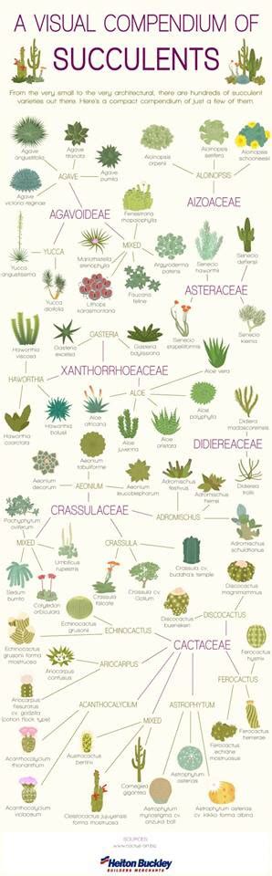 Visual Guide To Succulents Succulents Planting Succulents Indoor Garden