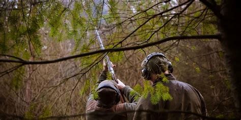 Driven Pheasant And Partridge Shooting South Scotland And England