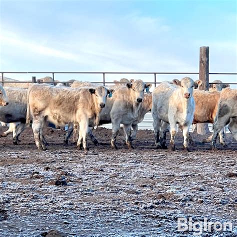 20 Dybdal Charolais Cross Steers 650 Lbs Bid Per Lb Bigiron Auctions