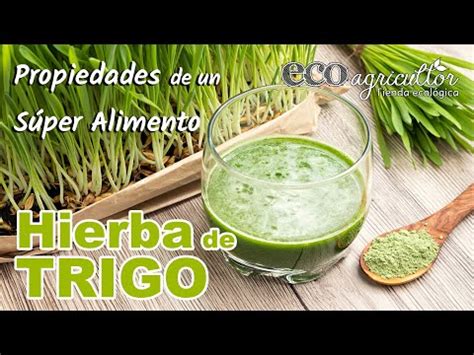 Descubre Los Asombrosos Beneficios De La Hierba Verde De Trigo En Tu