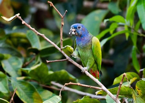 Pionus Parrot A Comprehensive Guide To The Pionus World