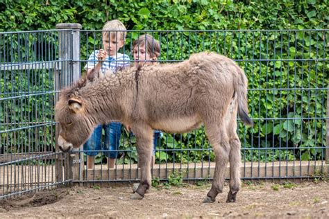 Angebote B Rger Und Miniaturenpark Wernigerode