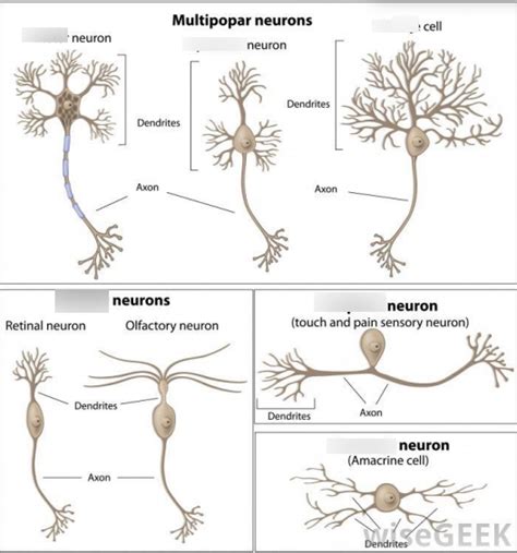 Nervous System Diagram Quizlet