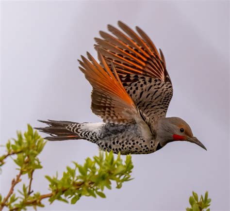 A Beautiful Photo Of A Male Northern Flicker Taken By Paul Brewer