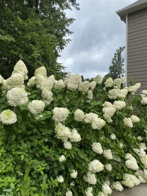 Growing Limelight Hydrangeas Year Southern Hospitality