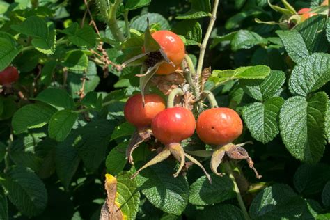Krumpirova ruža (Rosa rugosa) - Plantea