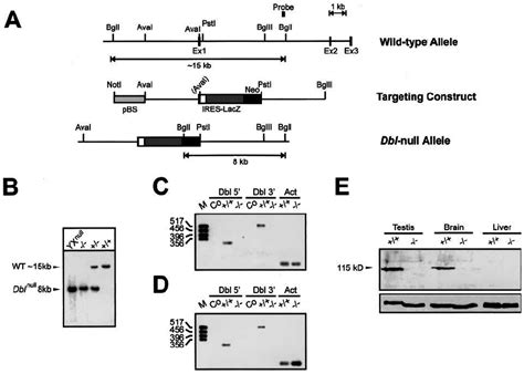 Targeted disruption of the mouse Dbl gene. (A) Structure of the ... 