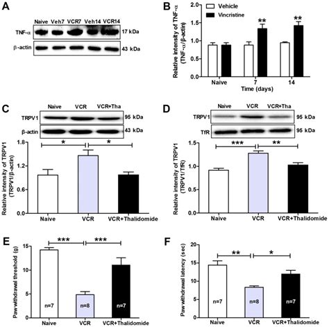 Sensitization Of Trpv Receptors By Tnf Orchestrates The Development