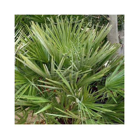 Palmier Nain Ou Chamaerops Humilis Vert Le Pot De 15 Litres