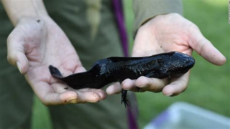 The Mexican salamander, a genetic marvel, on brink of extinction - CNN ...