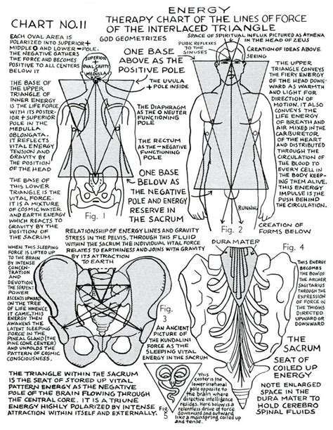 Human Body Polarity Chart