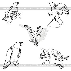 Eagles Sketch Pencil Drawing By Hand Vector Clip Art