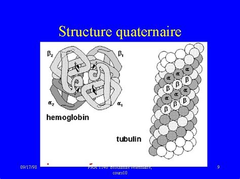 Chapitre Structures Et Fonctions Des Protines Introduction