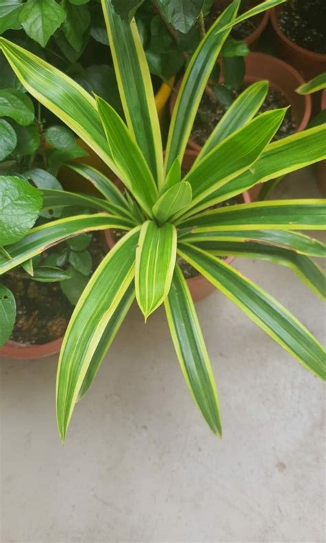 Pandan Plant Variegated Edible Can Eat And Cook Pot 16cm Height 25 35cm