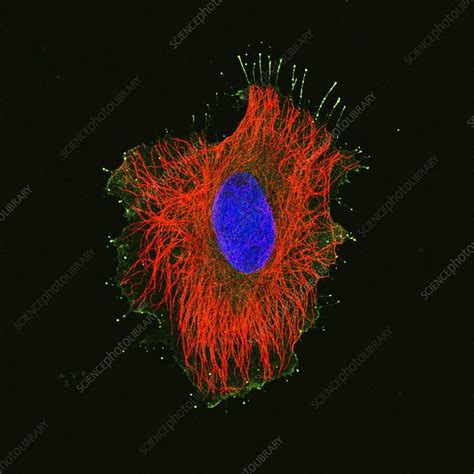 Hela Cell Fluorescent Light Micrograph Stock Image C