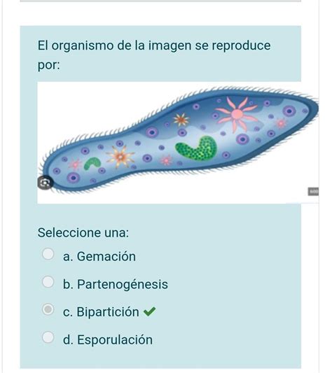 El Organismo De La Imagen Se Reproduce Por Seleccione Una A